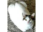 Adopt Waverly a Dilute Calico, Domestic Short Hair