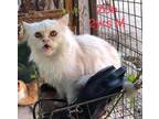 Adopt Zoe a Persian