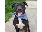 Adopt Parker a Pit Bull Terrier, Mixed Breed