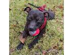 Adopt Niko bonded to Talia a Pit Bull Terrier, Mixed Breed
