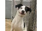 Adopt Clark a English Pointer, Mixed Breed