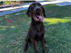 Adopt OLE a Weimaraner, Chocolate Labrador Retriever