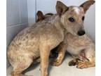 Adopt KONA a Australian Cattle Dog / Blue Heeler