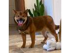 Shiba Inu Puppy for sale in Seneca Falls, NY, USA