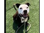 Adopt REBEL a American Staffordshire Terrier