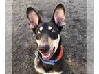 Australian Kelpie Mix DOG FOR ADOPTION RGADN-1147962 - BARRY - Australian Kelpie