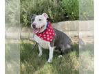 American Pit Bull Terrier Mix DOG FOR ADOPTION RGADN-1165186 - Harper - American