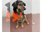 Basschshund DOG FOR ADOPTION RGADN-1165190 - Maverick - Basset Hound / Dachshund