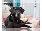 Labrador Retriever DOG FOR ADOPTION RGADN-1165215 - Huckleberry - Labrador