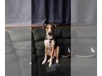 Labrador Retriever Mix DOG FOR ADOPTION RGADN-1165223 - Kit Kat - Shepherd /