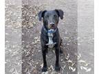 Labrador Retriever Mix DOG FOR ADOPTION RGADN-1165228 - Mustang Sally - Labrador