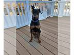 Doberman Pinscher DOG FOR ADOPTION RGADN-1165240 - Ken - Doberman Pinscher