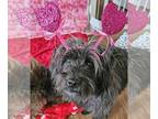 Shih-Poo DOG FOR ADOPTION RGADN-1165244 - Marley - I'd love to meet you!