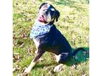 Adopt Lenny-Busy Bee-Long term doggy a Treeing Walker Coonhound