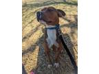 Adopt Pop a Boxer, Pit Bull Terrier