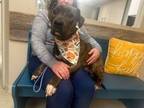 Adopt Mason a Labrador Retriever