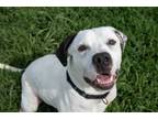 Adopt Canyon a American Staffordshire Terrier