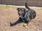 Adopt Huxley a Shepherd, Labrador Retriever