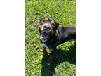 Adopt Grits a Rottweiler, Mixed Breed