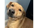 Adopt Loki a Black Mouth Cur