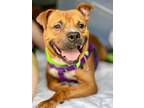 Adopt Ziggy a Mixed Breed