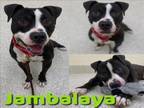 Adopt JAMBALAYA a Pit Bull Terrier