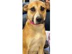 Adopt Spitzie a Black Mouth Cur