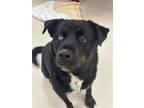 Adopt Prince a Rottweiler, Husky