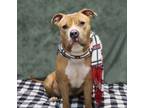 Adopt Ted a Pit Bull Terrier