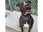 Adopt Spike a Pit Bull Terrier