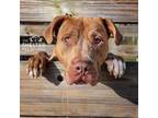 Adopt Max/ Wally H1 AVAILABLE a Mastiff, Pit Bull Terrier