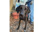 Adopt Pilot a Black Labrador Retriever, Beagle