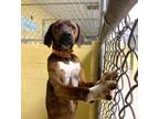 Adopt DEE OH GEE a Mountain Cur