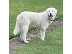 Adopt Sampson a Great Pyrenees