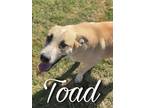 Adopt Toad a Black Mouth Cur, Hound