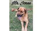 Adopt Mr. Jones a Anatolian Shepherd