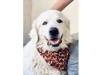 Adopt Ziggy a Great Pyrenees
