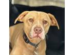 Adopt Bodie a Pit Bull Terrier