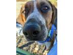 Adopt Shrimp a Hound, Australian Cattle Dog / Blue Heeler