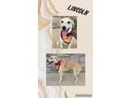 Adopt Lincoln a Labrador Retriever