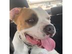 Adopt Goose a American Staffordshire Terrier