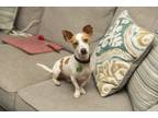 Adopt Chillis a Jack Russell Terrier