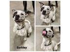 Adopt Barkley a Australian Cattle Dog / Blue Heeler