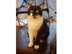 Adopt Smudge a American Shorthair