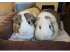 Adopt Dexter and Squeekie a Guinea Pig
