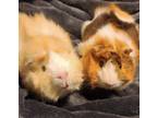 Adopt Scotch and Neo a Guinea Pig