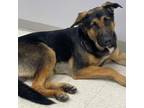 Adopt Maxwell a German Shepherd Dog