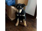 Adopt Rocky a Doberman Pinscher, Australian Cattle Dog / Blue Heeler