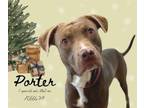 Adopt PORTER a Pit Bull Terrier