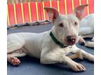 Adopt Casper J a Bull Terrier